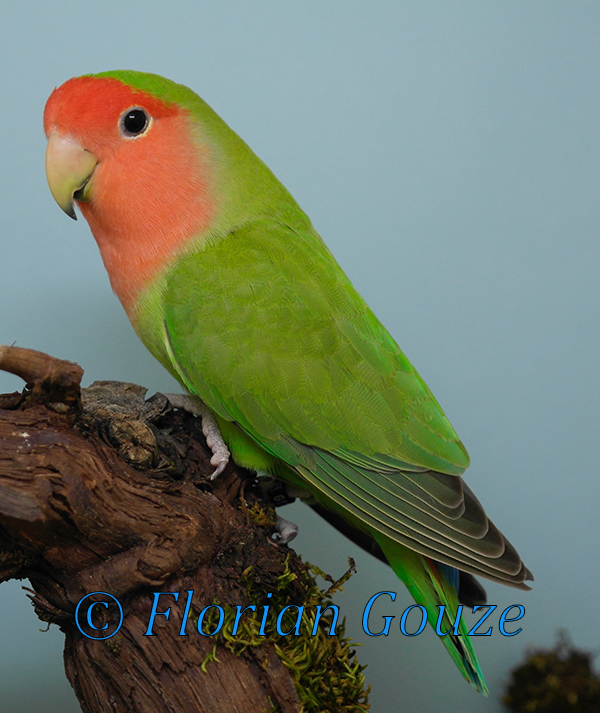 Pale Agapornis roseicollis © Florian Gouze