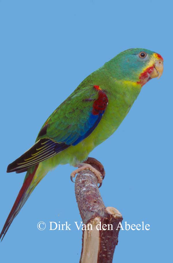 S.O.S. Swift parrot [Lathamus discolor] - Ornitho-Genetics VZW